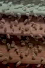 Sable Fon Perde - Görsel 11